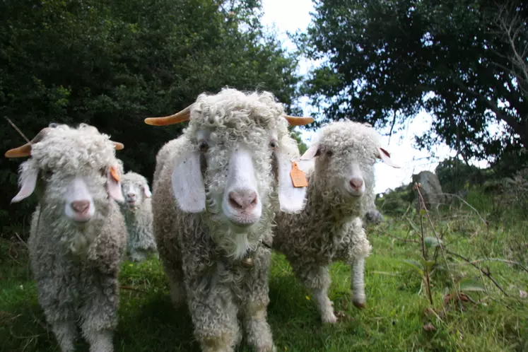 Chèvres angoras dans la Manche