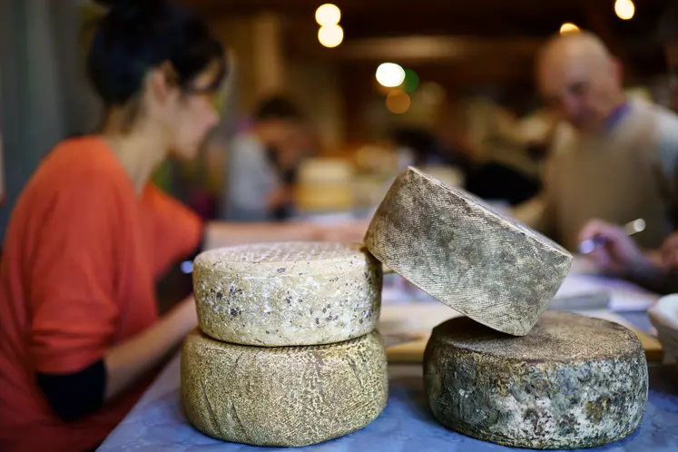 Tomme des Pyrénées