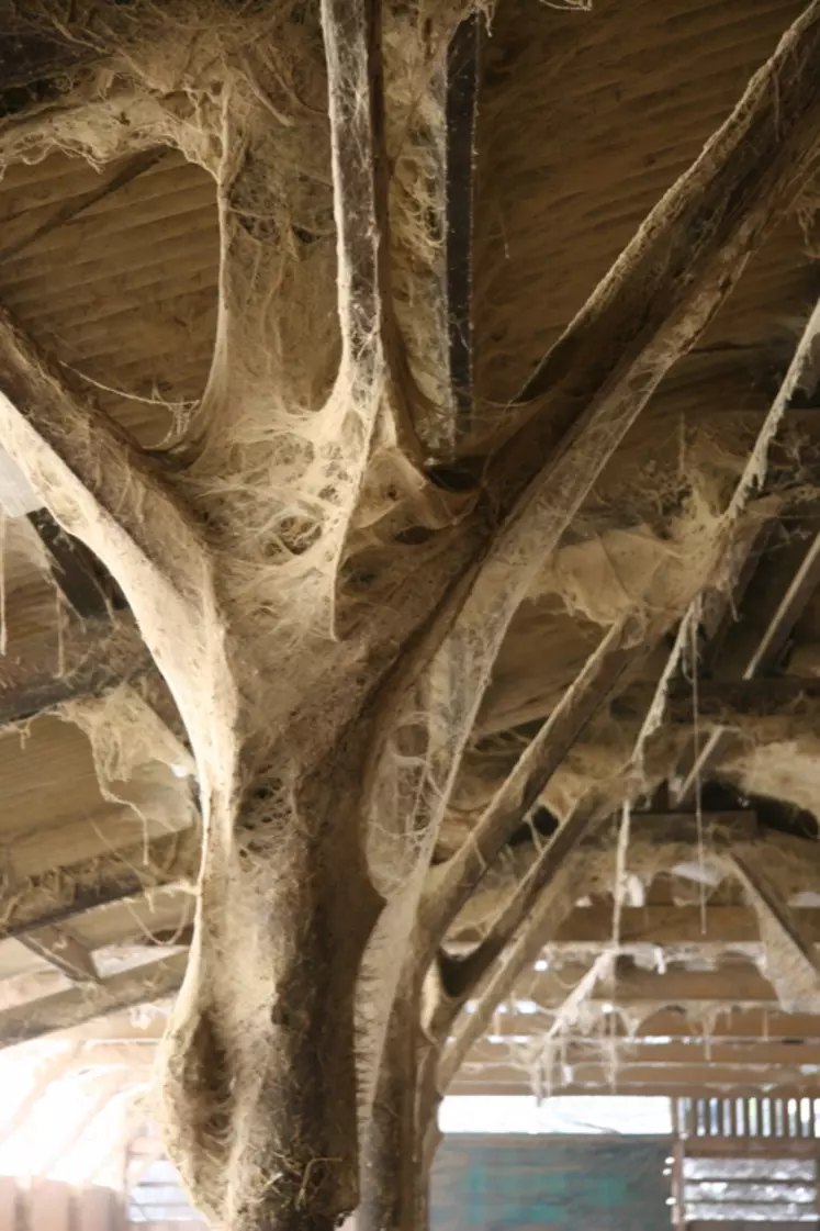 Toiles d'araignée dans une chèvrerie