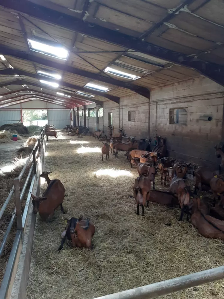 Intérieur d'une chèvrerie avec translucide sur le toit