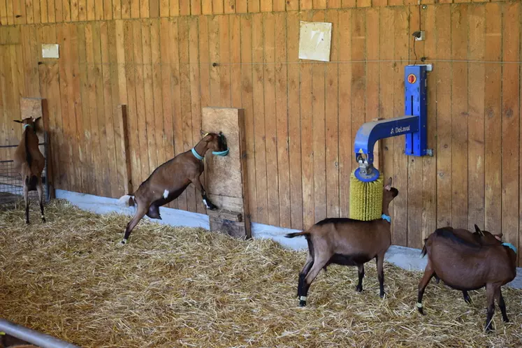 chèvres alpines avec abreuvoirs et brosse rotative