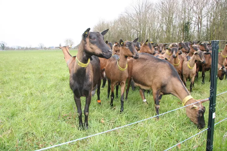 Chèvres au pâturage 