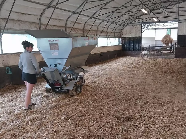 Paillage d'un bâtiment caprin avec une pailleuse à moteur