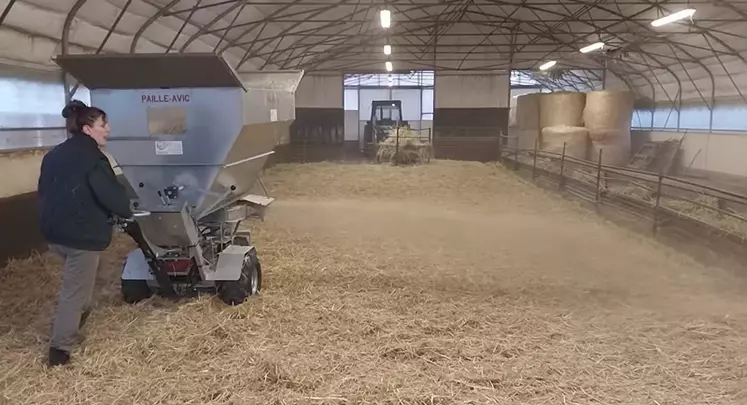 Paillage d'un bâtiment caprin avec une pailleuse à moteur