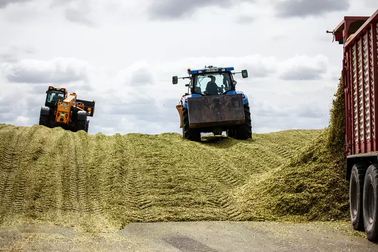 Tassage du silo d'ensilage