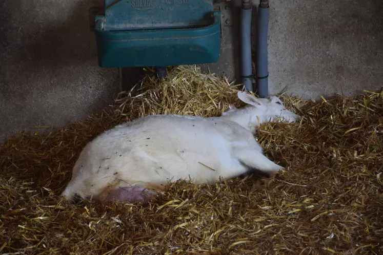 Chèvre gestante couchée