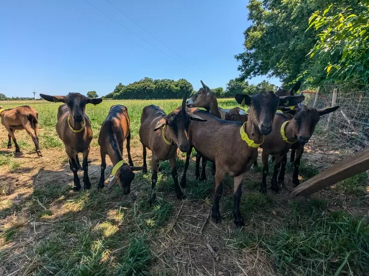 Chevrettes sur une prairie et à l'ombre