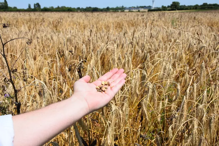 méteil triticale-pois-féverole