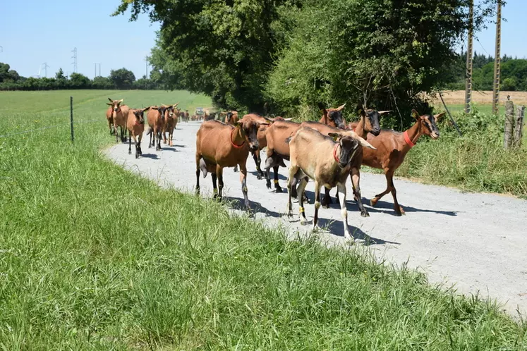 Chèvres revenant du pâturage