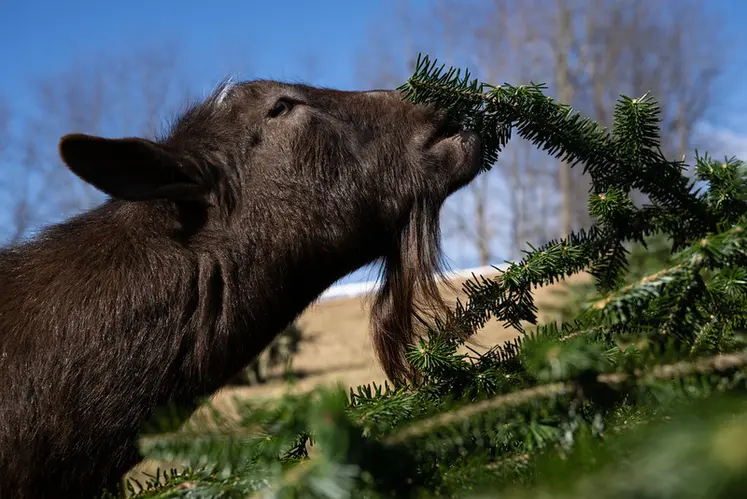 <em class="placeholder">Chèvre broutant un sapin de Noël recyclé</em>