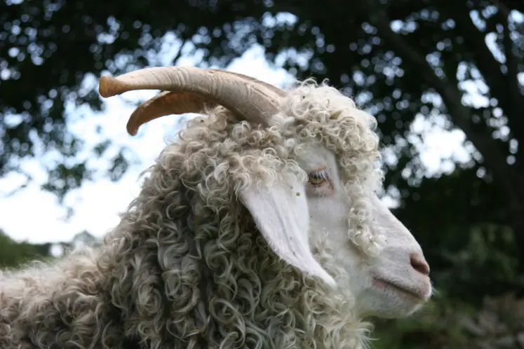 chèvre angora