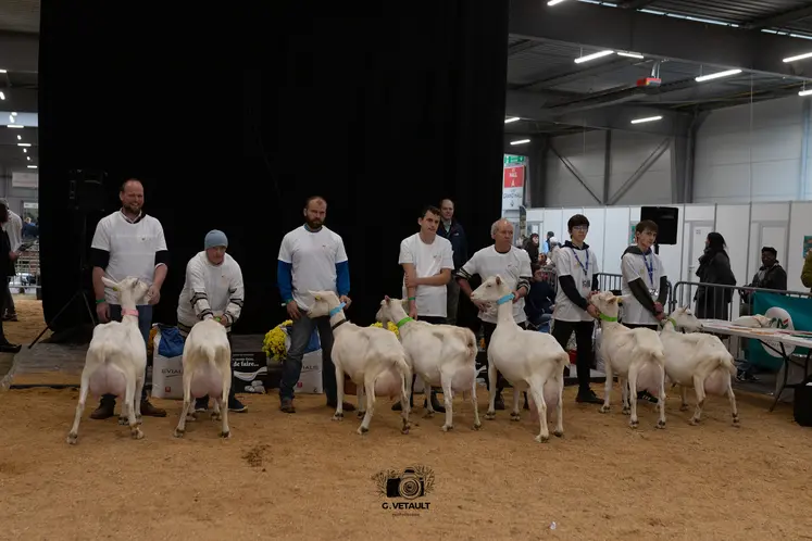 Présentation des chèvres saanen sur le ring de Ferme Expo Tours