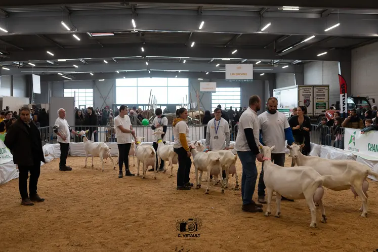 Présentation des chèvres saanen sur le ring de Ferme Expo Tours