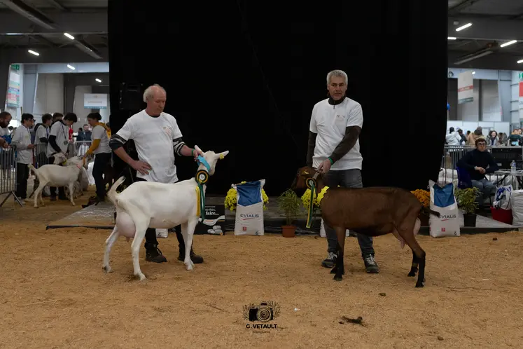 Grandes championnes de l'Earl Lait'go et de l'Earl de la treille