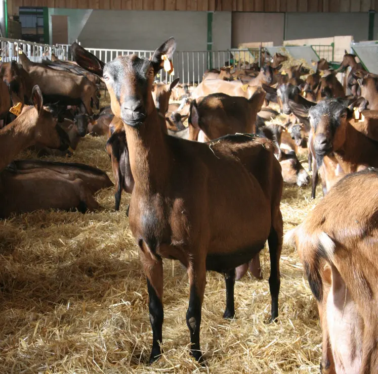 Chèvre alpine en bâtiment en Aveyron