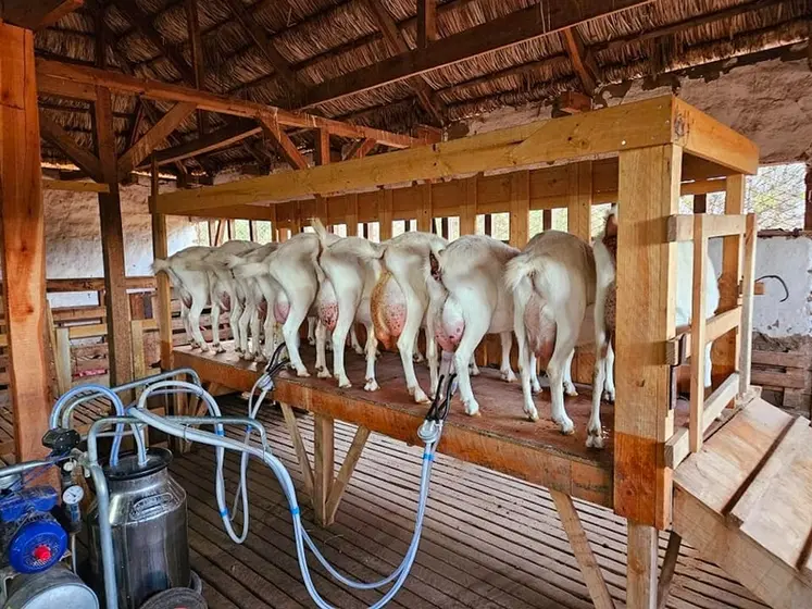 <em class="placeholder">Traite à La ferme Las Ramadas au Chili</em>