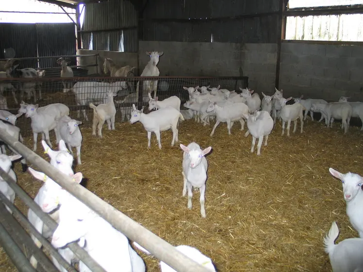 <em class="placeholder">Chevrettes saanen en bâtiment</em>