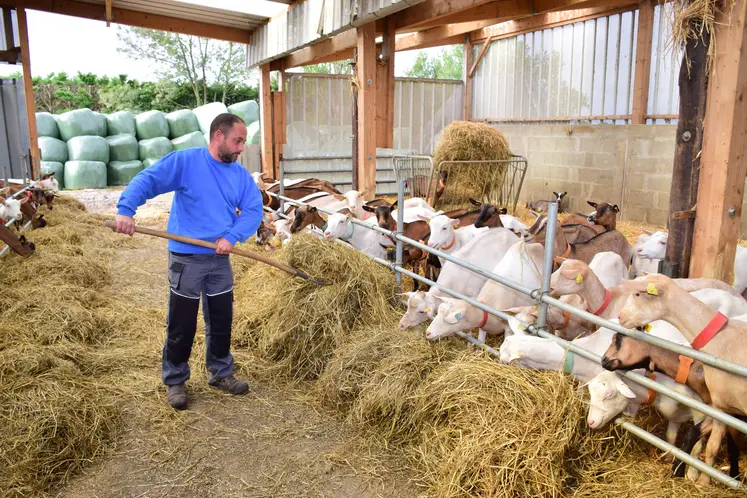 Une personne distribue du foin aux chèvres