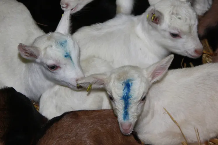 <em class="placeholder">Les chevreaux sont marqués à la bombe</em>