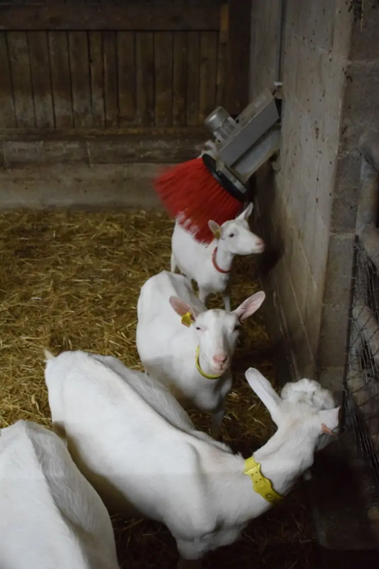 <em class="placeholder">Les chèvres utilisent les brosses pour se décontracter.</em>