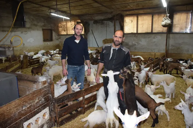 <em class="placeholder">Benoit et Remy Simiand au milieu des chevreaux
</em>