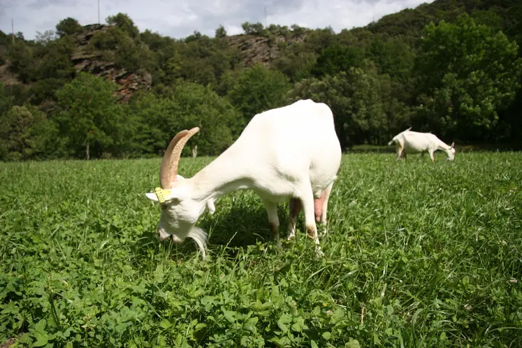 Chèvre saanen au pâturage en Lozère 