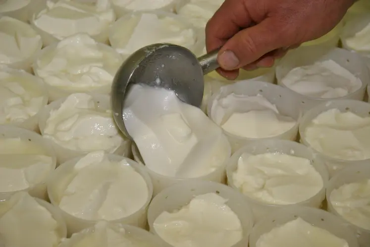 Moulage de fromage lactique