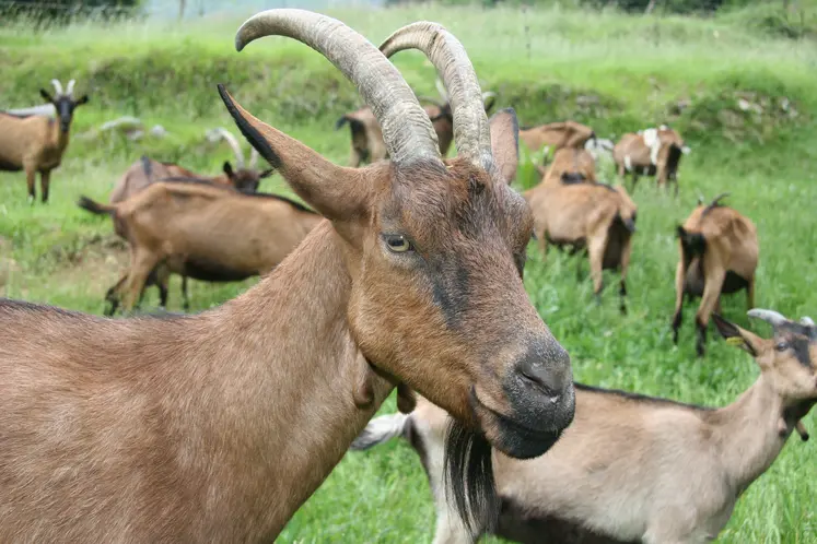 Chèvre cornue dans les Alpes-Maritimes