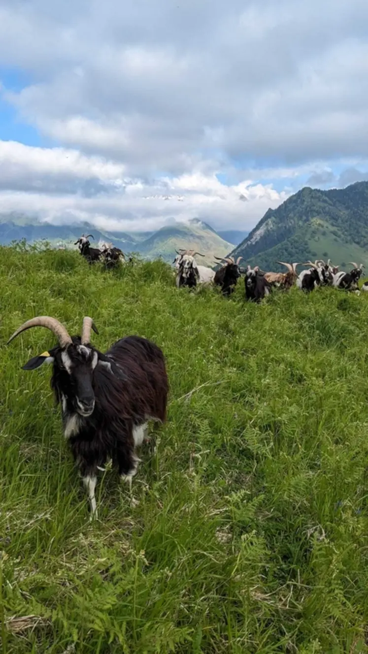 <em class="placeholder">Chèvres pyrénéennes au pâturage dans les Pyrénées</em>