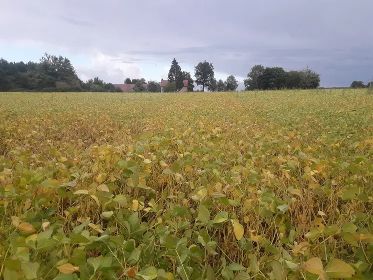 <em class="placeholder">Soja début septembre en région Centre-Val de Loire</em>