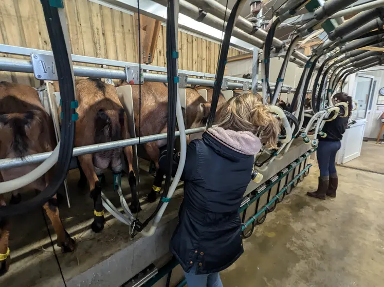 Traite des chèvres dans la Sarthe
