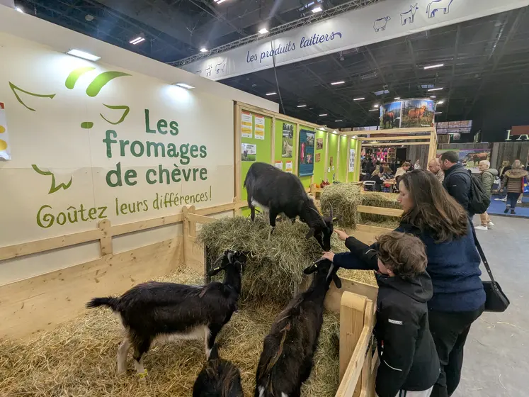 Chèvre au stand des fromages de chèvre dans le pavillon 1 du salon de l'agriculture 2025