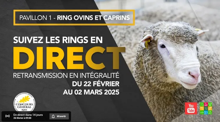 Suivez le ring ovin-caprin en direct !