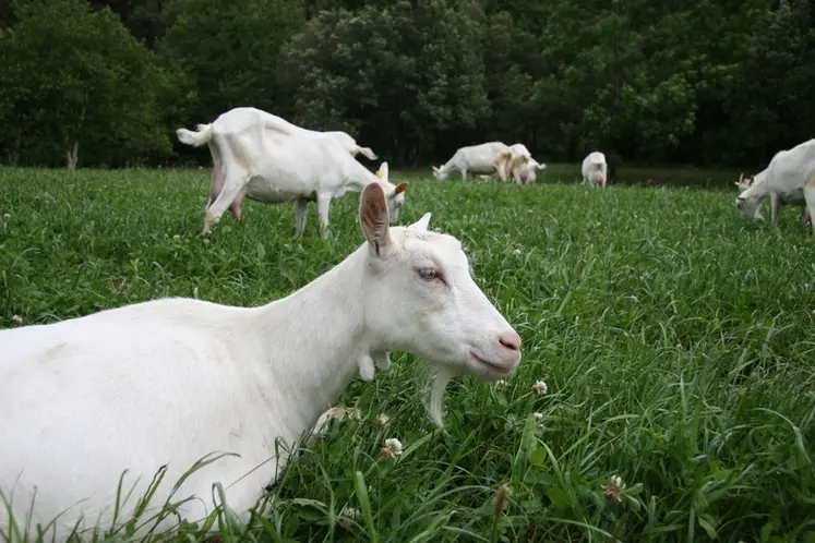 <em class="placeholder">Les chèvres Saanen pâturent.</em>