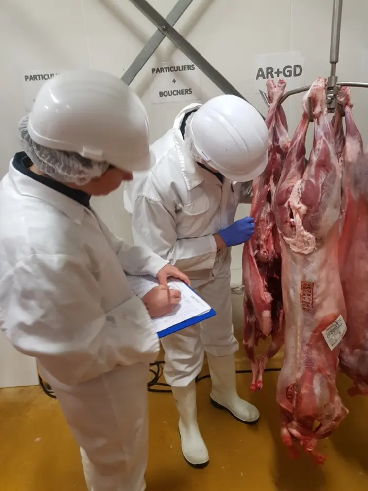 <em class="placeholder">Observation des carcasses des chevreaux</em>