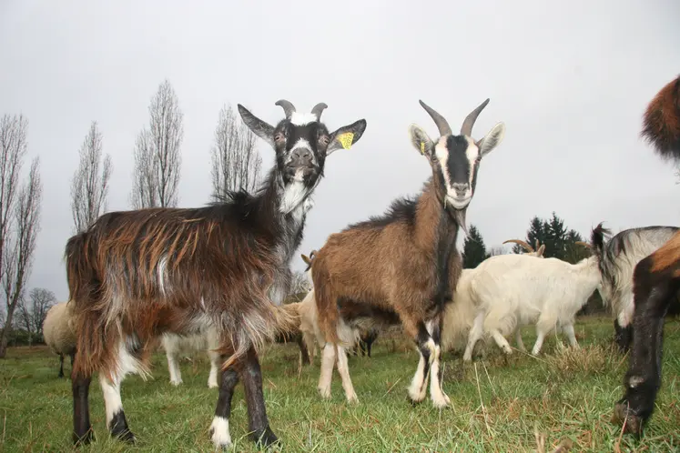 Chèvres des fossés