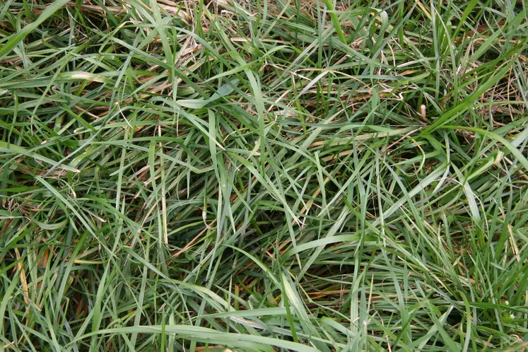 Herbe de mars