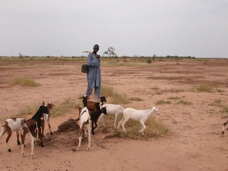 <em class="placeholder">Abdou Salam Tandia au milieu des chèvres en Mauritanie</em>