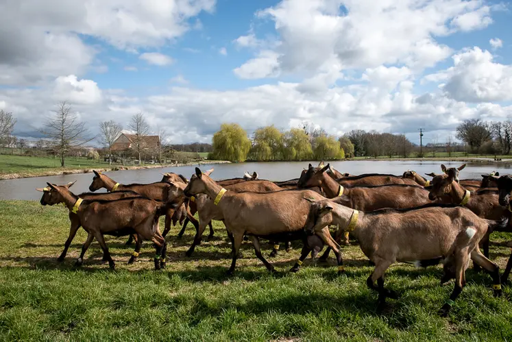 <em class="placeholder">Des chèvres à Rians en mars 2021</em>
