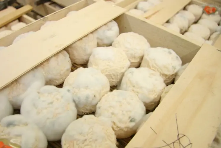 <em class="placeholder">Fromages de chèvre en caisse</em>
