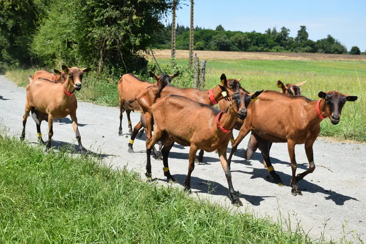 Chèvre alpine sur la route du pâturage