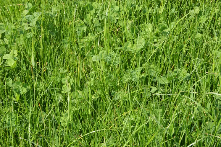 Ray-grass anglais et trèfle blanc fin mai en Bretagne