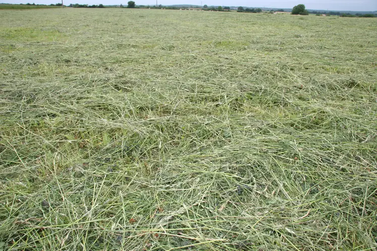 Herbe fauchée en juin
