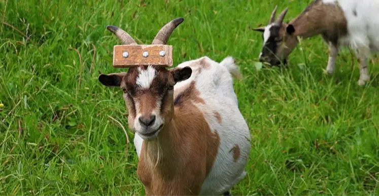 <em class="placeholder">Système anti-cogne pour chèvre cornue</em>