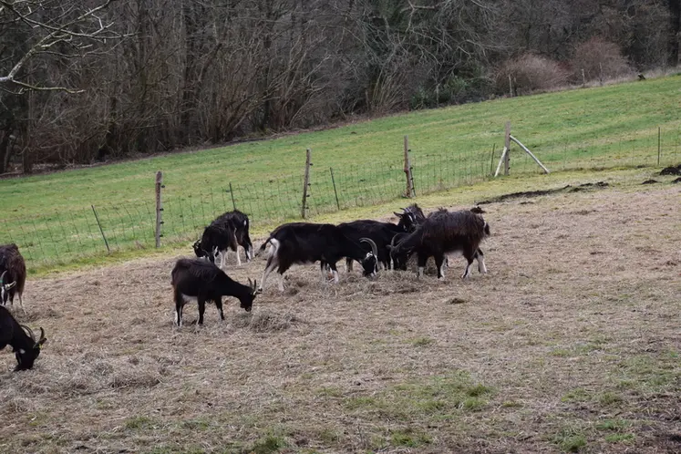 <em class="placeholder">Les chèvres sortent au pâturage.</em>