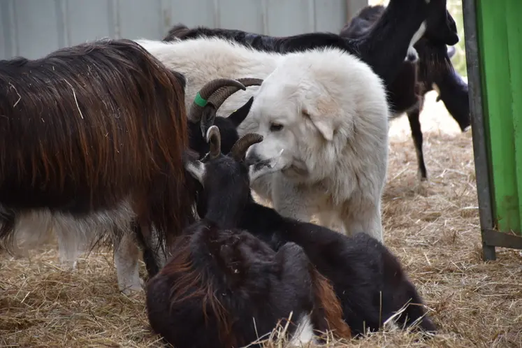 <em class="placeholder">La chienne adulte est avec les chèvres.</em>
