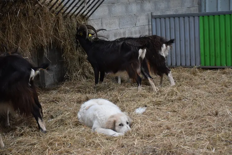 <em class="placeholder">Le chiot est au milieu des chèvres.</em>