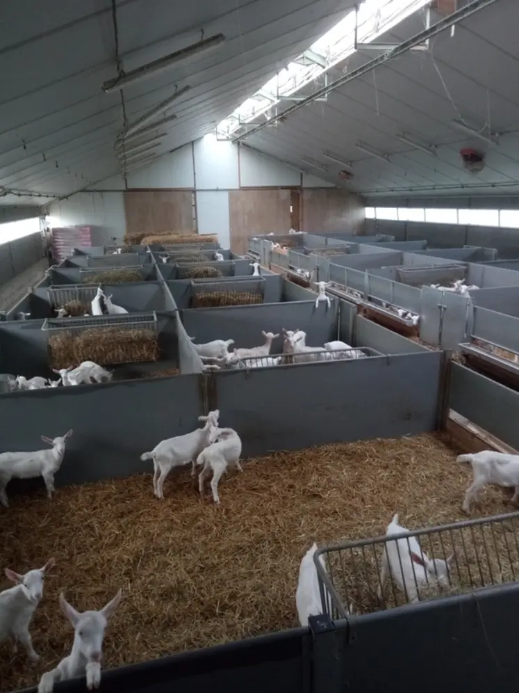 <em class="placeholder">Les cases démontables pour élever les jeunes chevrettes.</em>