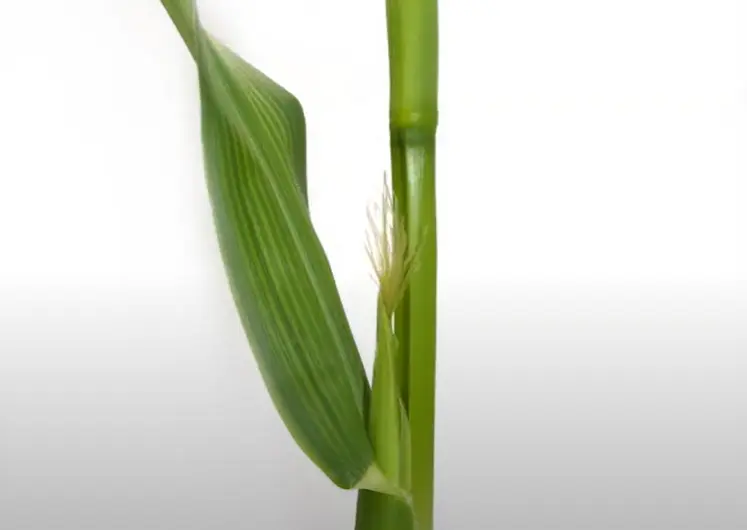 Sortie des panicules du maïs