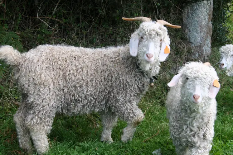 Caprins de race angora